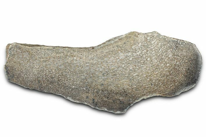 Polished Dinosaur Bone (Gembone) Section - Morocco #349666